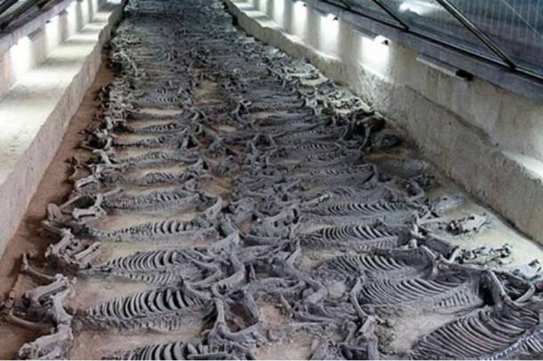 Sacrificial horses discovered in the tomb of Duke Jing of Qi of the Summer and Autumn Period; animals sacrificed were placed in Chinese tombs for many years, perhaps to accompany their human occupants to the afterlife. 