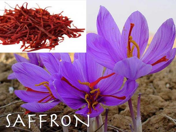 Saffron. (Author Provided)