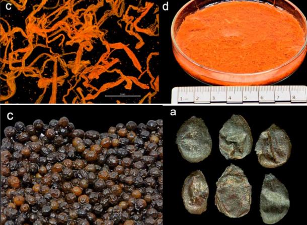 Saffron, peppercorns, and almonds found aboard the Gribshunden ship. Credit: Larsson, M. and Foley, B.