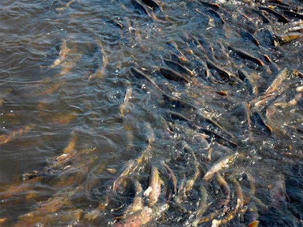 Salmon spawning in one of the Amur River tributaries. (Image: Konstantin K. / The Siberian Times)