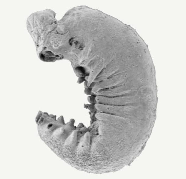 Scanning electron micrograph of the left side of Youti yuanshi, showing external anatomy. (Yang Jie / Zhang Xiguang/Nature)