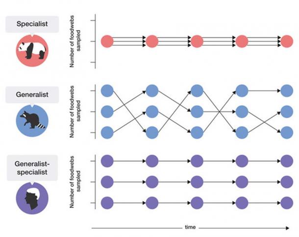 Schematic of the utilization of different numbers of food webs by generalist and specialist populations, and the proposed unique human ecological niche of ‘generalist specialist’. (Roberts and Stewart. 2018.)