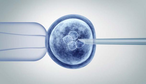 Scientists injected human stem cells into the monkey embryo to create the animal-human hybrid. (freshidea / Adobe Stock)