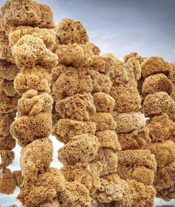 Sea sponges retrieved by divers drying in the sun.