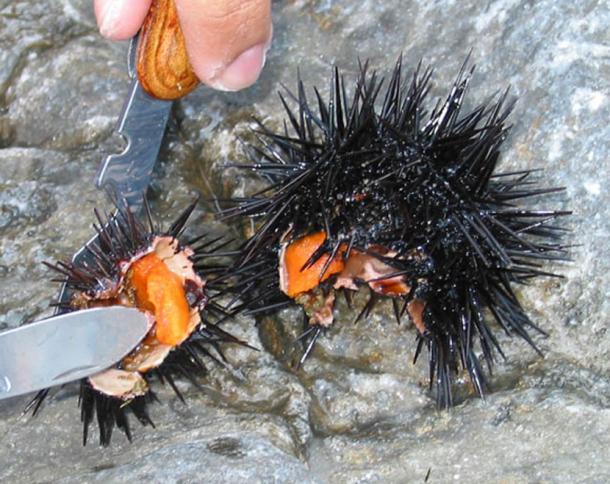 Sea urchin