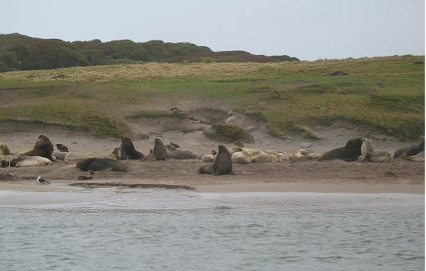 Sea lions lying on the beach at Sandy Bay, Enderby Island.