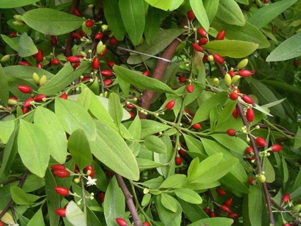 Seed-grown plant of Erythroxylum novogranatense, the coca plant of South America. (CC BY-SA 3.0)