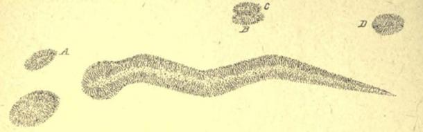 Plan of the Serpent Mound in Ontario.