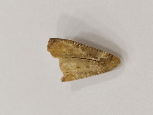 Serrated fang of saber tooth tiger, Homotherium, found at Orozmani site in Georgia. (Giorgi Bidzinashvili / Georgian National Museum)