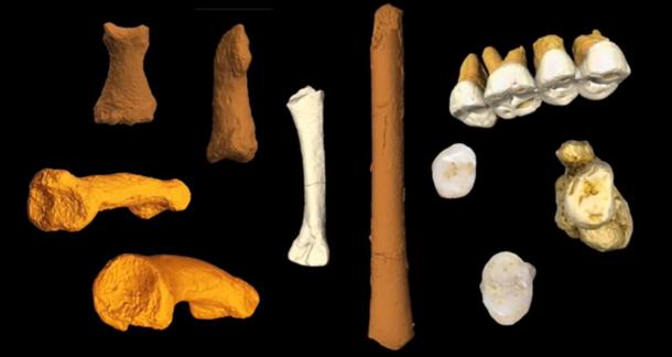 Several teeth and bones were discovered of the new species of human. ( Youtube Screenshot )