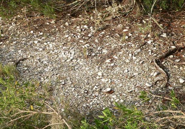 Sewee Shell Ring, detail of southeast side, showing shells of which ring is made. 