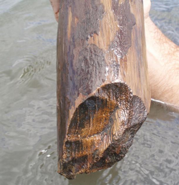 Sharpened end of wooden post from a building at Ek Way Nal (Site 60) at the Paynes Creek Salt Works, Belize. Image: PNAS