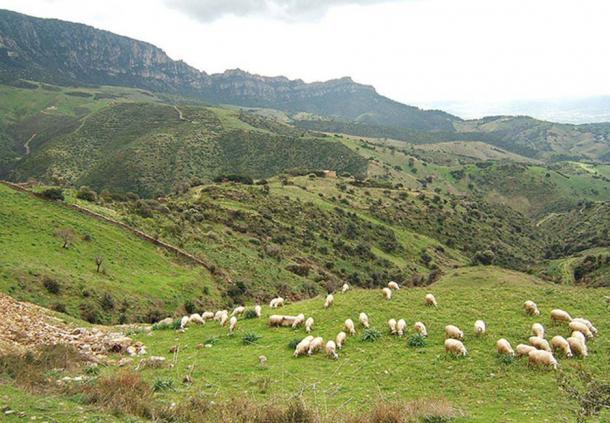 Sheep near Lula, Province of Nuoro, Sardinia, Italy. 