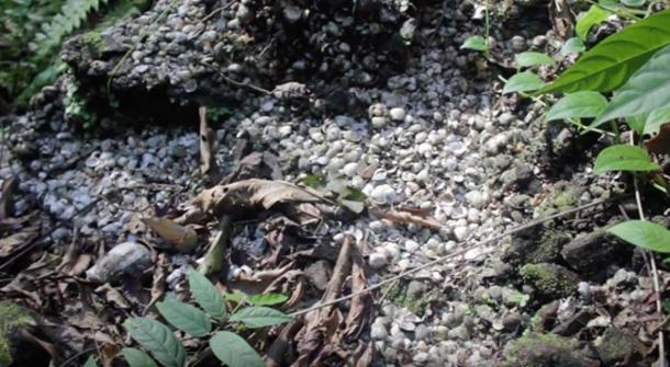 Shells at Angi Site. (Dr. Mirjana Roksandic / YouTube)
