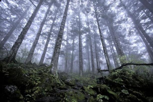 Virgin forest at approximately 8,200 feet (2,500 meters) above sea level in Shennongjia nature reserve in Hubei, China, on Oct. 3, 2012.
