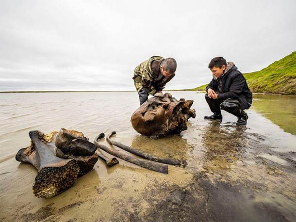 Una selección de restos de mamuts siberianos descubiertos en el lago Seyakha (Imagen: Artem Cheremisov/Siberian Times)