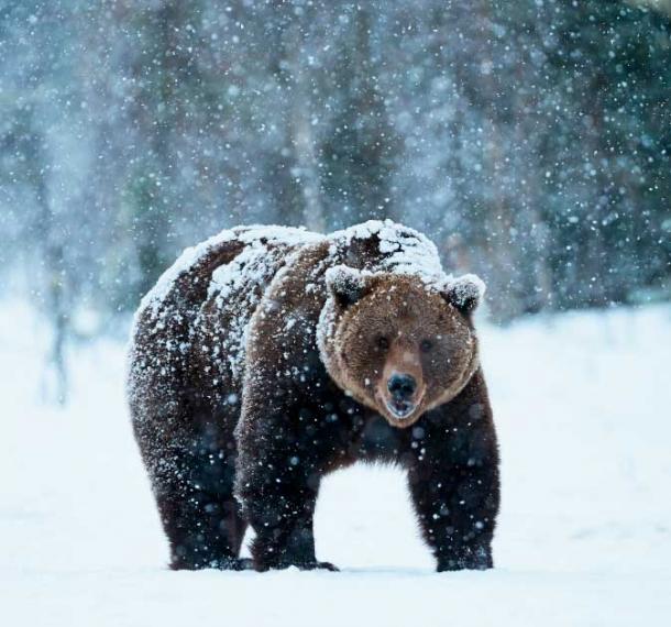 Un oso pardo siberiano. Fuente: Lucaar/Adobe Stock