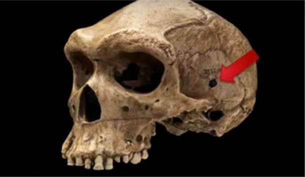 Side-view of prehistoric human skull discovered in 1921 in Broken Hill Cave, Northern Rhodesia