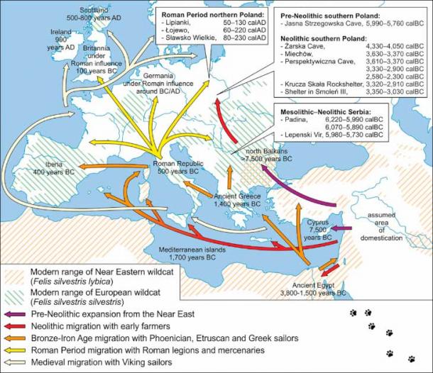 Simplified routes for the early expansion of Felis silvestris lybica across Europe. (Danijela Popović, et al / Antiquity Publications Ltd)