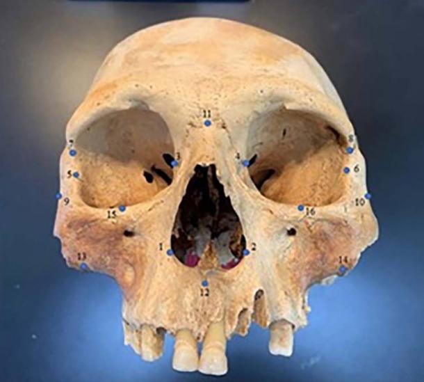 Sixteen homologous anatomical landmarks used in the study