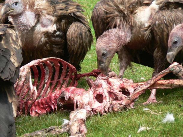 Skeletal remains as vultures feed.