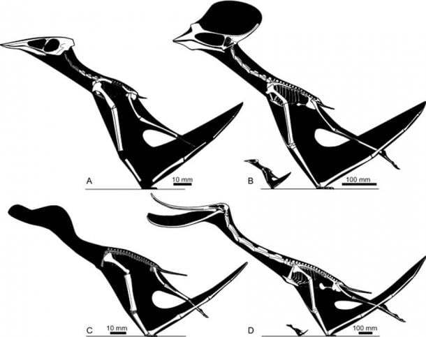 Restauraciones esqueléticas de taxones de pterosaurios (recién nacidos y adultos) utilizados en el estudio reciente. (A) Recién nacido de Sinopterus dongi; (B) Recién nacido de S. dongi comparado con el adulto; (C) Pterodaustro guinazui recién nacido; (D) recién nacido versus adulto. El sombreado blanco indica huesos bien representados que requieren poca o ninguna reconstrucción, el sombreado gris indica elementos que están representados en fósiles pero que son difíciles de reconstruir con precisión. (Informes científicos)