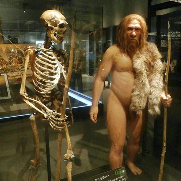 Skeleton and reconstruction of the La Ferrassie 1 Neanderthal man from the National Museum of Nature and Science