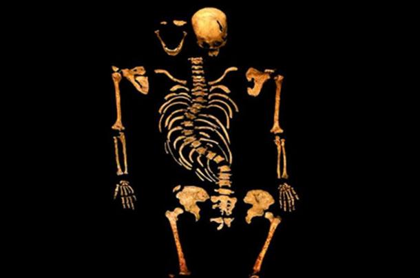 Skeleton of Richard III. 