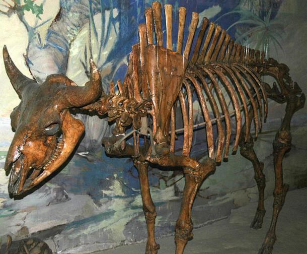 Skeleton of an ancient bison of the type found in North America during the Ice Age