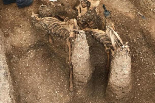 Skeletons of the horses found at the site in Pocklington (MAP Archaeological Practice Limited)