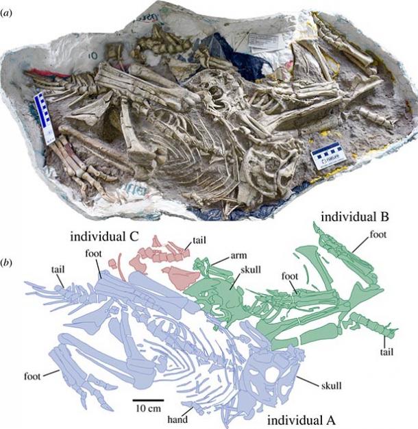 Image of skeletons discovered in Gobi Desert.  In the lower diagram, different colors represent different individuals.  (Gregory F. Funston et. Al / CC BY-SA 4.0)