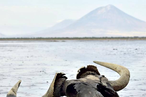 Skull of wildebeest in mud on shallow water. In the background is a volcano Langai. Lake Natron. Tanzania. (Uryadnikov Sergey / Adobe)