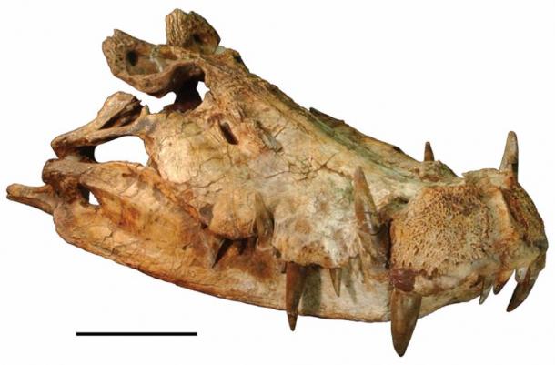 Skull of the prehistoric crocodile known as the Kaprosuchus saharicus or BoarCroc. (Carol Abraczinskas / CC BY 3.0)