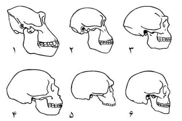 Skulls of 1. Gorilla 2. Australopithecine 3. Homo erectus 4. Neanderthal (La-Chapelle-au-Seine) 5. Steinheim Skull 6. Modern human