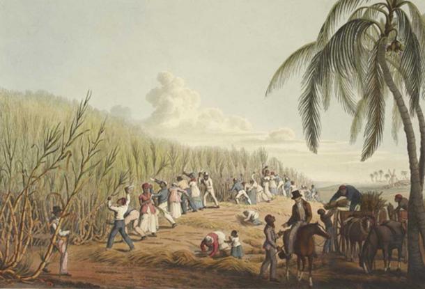Slaves cutting the sugar cane (1823) by William Clark.