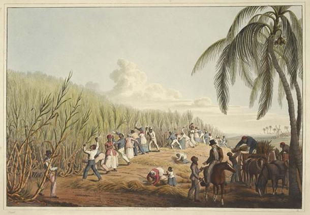 Slaves cutting the sugar cane. (1823) By William Clark.