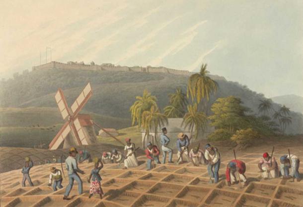 Slaves planting sugar cane. (1823) by William Clark. 