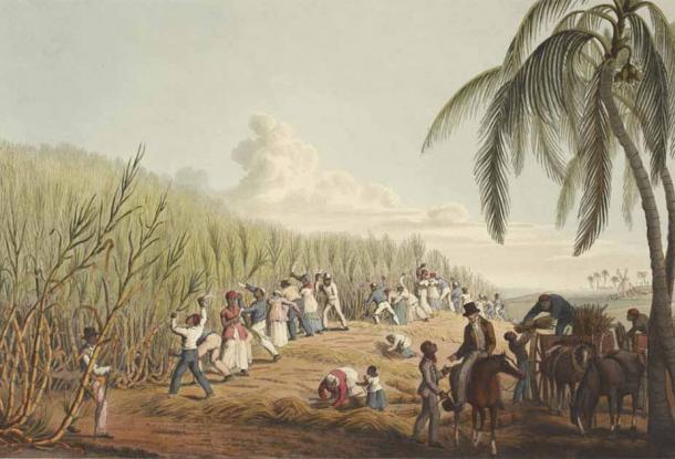 Slaves cutting sugar cane.  (William Clark/CC0)
