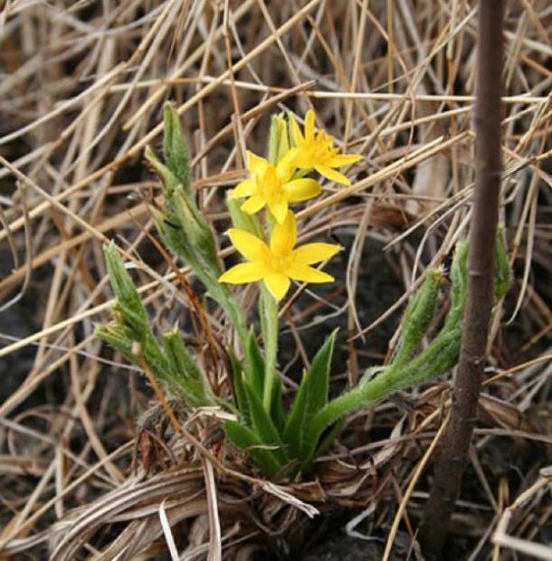 Small but distinctive traces of the plant Hypoxis angustifolia were found in Border Cave (CC BY-SA 2.5)