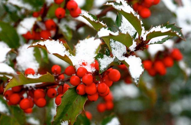 Snowy holly.