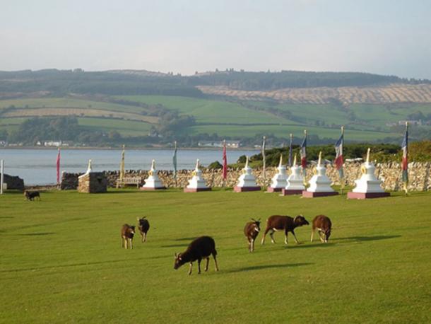 Some of the Soay sheep that live wild on Holy Isle in the Firth of Clyde, Scotland, are seen grazing by the Buddhist stupas which line the approach to the Centre for World Peace and Health. (RHaworth/ CC BY SA 3.0)