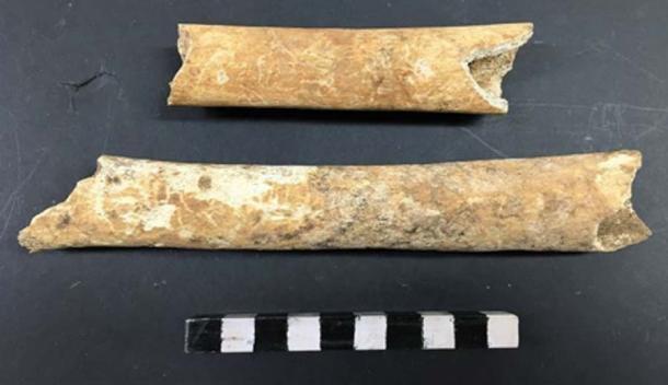 Some of the bones from the ancient burial ground. Credit: Archaeology Wales.