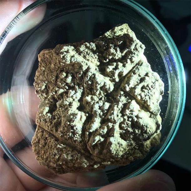 Sometime between 26,000 and 14,000 years ago, someone engraved the outline of an anoa on this palm-sized fragment of flowstone. M.C. Langley