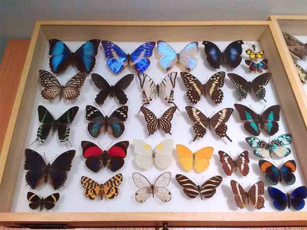 Preserved Butterfly Accidentally Found In a 390-year-old Insect Book ...