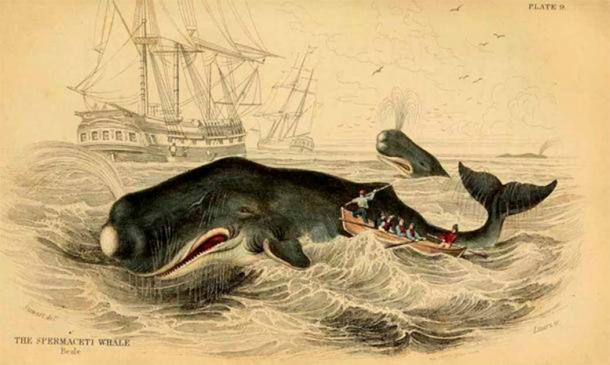 Sperm whales are now facing extinction due to the advent of large-scale whaling in the 19th century, which viewed whales as a valuable commodity. (Public domain )
