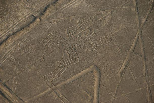 The Spider Nazca