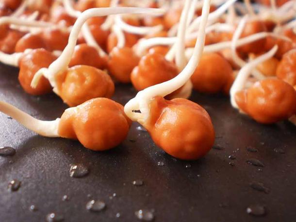 Sprouted chickpeas, which look like sperm, were viewed as ideal for the husband's sperm production in the heady days of medieval aphrodisiacs. (Notches)