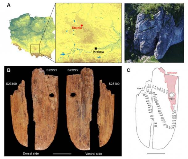 The Stajnia mammoth ivory pendant and the location of the site in Poland. (A) Site location in southern Poland (CC BY-SA 4.0) and aerial picture of Stajnia Cave; (B) Dorsal and ventral views of the pendant (S23100, S22222). Scale bar is 1 cm. (C) Schematic representation of the pendant (dorsal view). Numbers 1 to 50 indicate clearly identifiable punctuations; dotted lines indicate possible punctuations. The red hatch indicates the exfoliated area. The scale bar is 1 cm (0.4 inches). (Nature)
