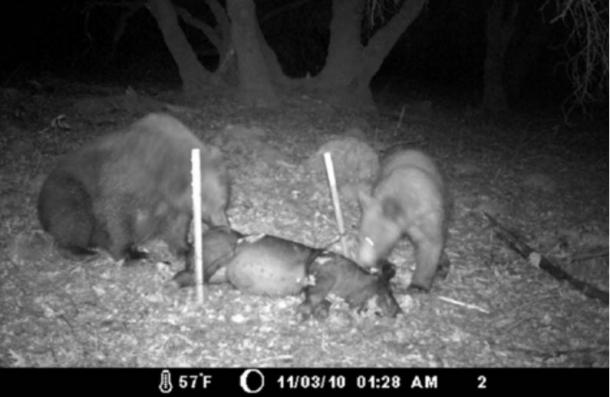 Still from the video Lisa took during her experiment of bears scavenging a pig carcass.