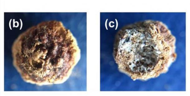 Stopper after removal from the sealed flash discovered in the tomb. Tests have revealed the ingredients used in the ointment, providing clues to the recipes of Roman perfumes over 2,000 years ago. (University of Córdoba / CC BY 4.0)